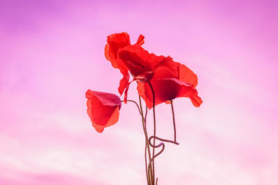 Close-up of red rose blooming against sky