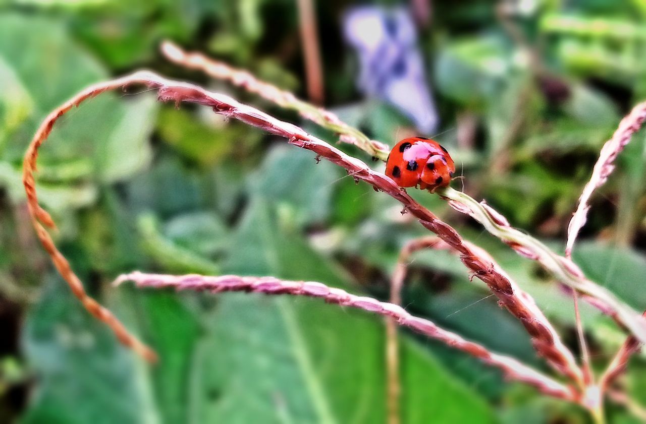 animal themes, insect, one animal, animals in the wild, focus on foreground, wildlife, close-up, selective focus, plant, nature, stem, growth, green color, day, red, outdoors, ladybug, twig, no people, beauty in nature