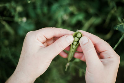 Close-up of hand holding peas