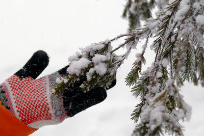 Hand holding snow covered tree against sky