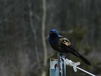 Close-up of bird perching outdoors