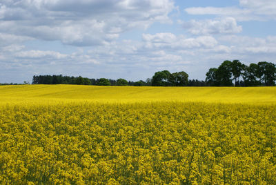 Scenic view of oilseed rape field against sky