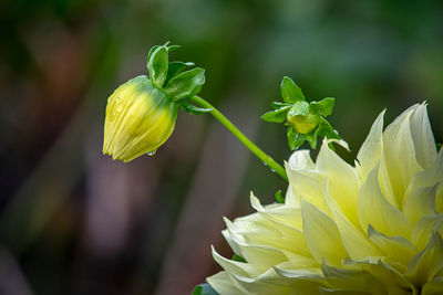 Close-up of yellow flowering plant