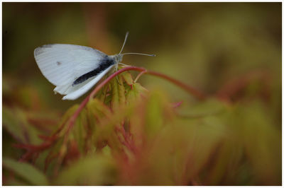 Close-up of butterfly pollinating on flower