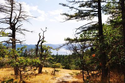 Trees in forest against sky