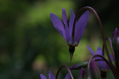 Close-up of purple flowering plant