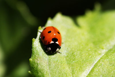Close-up of ladybug on leaf