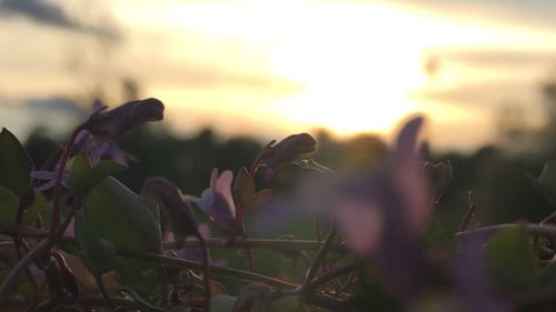 Close-up of flower on plant