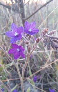 Close-up of purple flowers