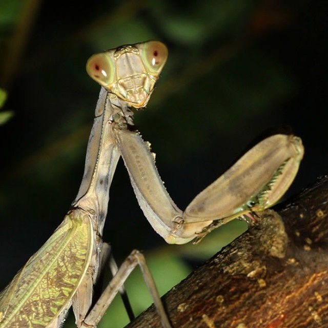 animals in the wild, one animal, animal themes, wildlife, insect, focus on foreground, close-up, animal wing, nature, outdoors, dragonfly, day, butterfly - insect, reptile, animal antenna, no people, butterfly, perching, leaf, beauty in nature