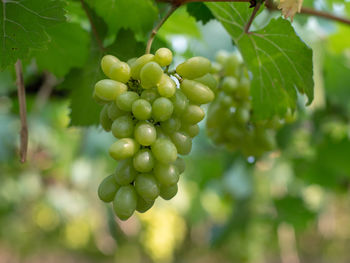 Close-up of grapes growing on tree