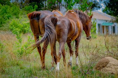 Horse standing on field