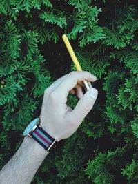 Midsection of man holding plant