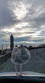 Close-up of seagull perching on shore against sky