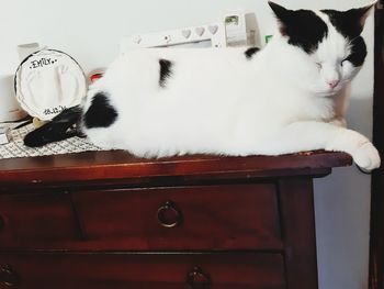 Portrait of cat relaxing on table