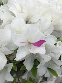 Close-up of white cherry blossom