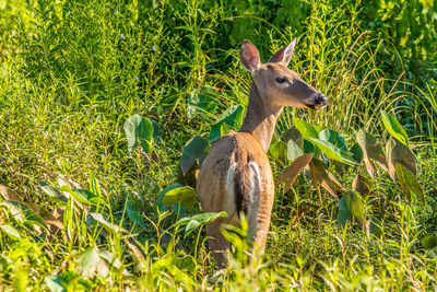 A deer walking through the arrowhead plants in the water at the wetlands out in the open 