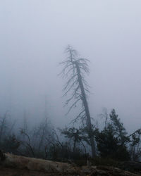 Bare trees in foggy weather