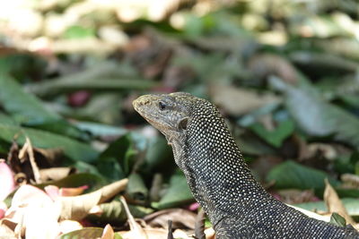 Close-up of a lizard on land