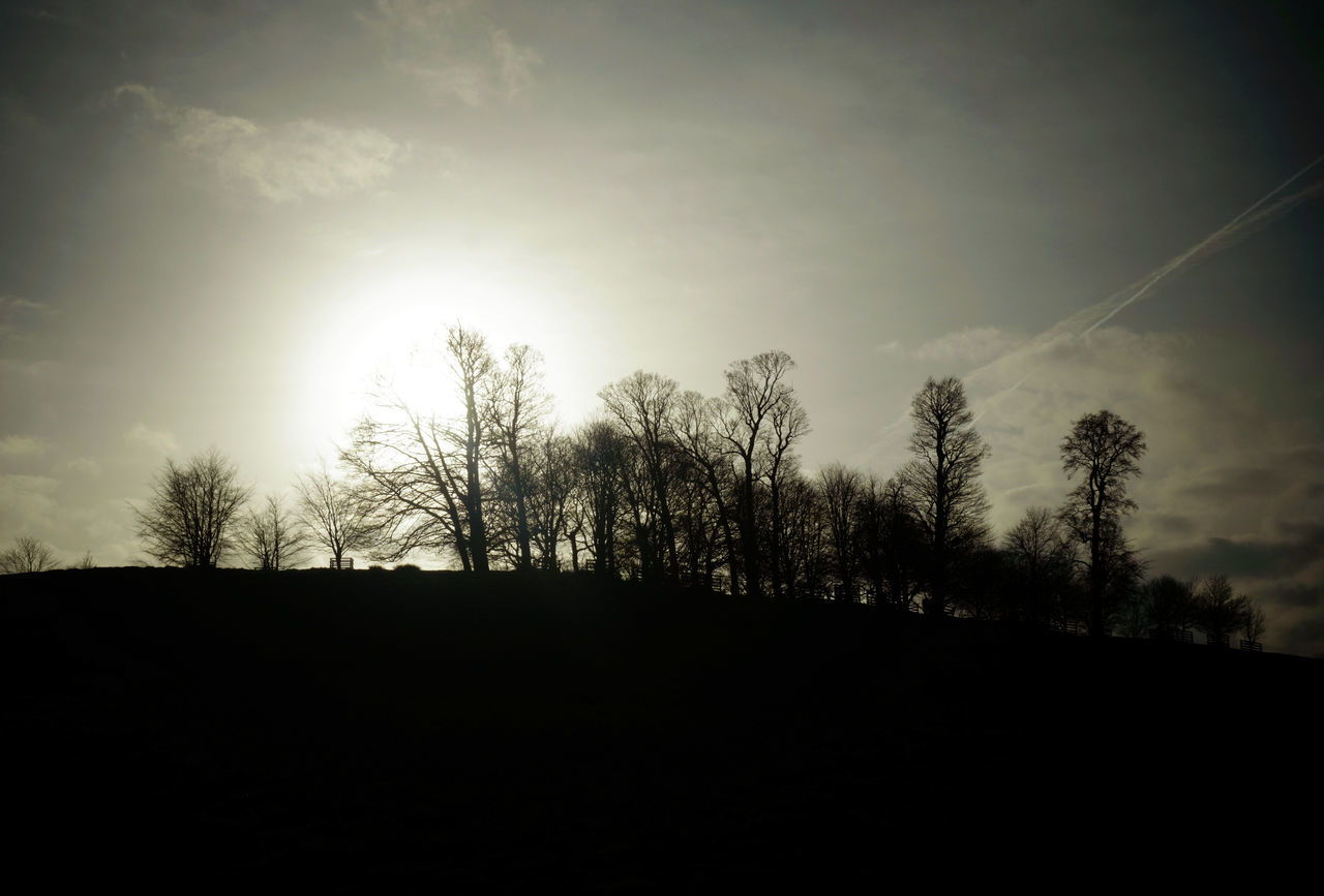 Petworth Park