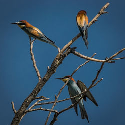 Low angle view of european bee-eaters perching on twig against clear sky