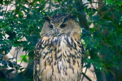 Portrait of owl perching on tree