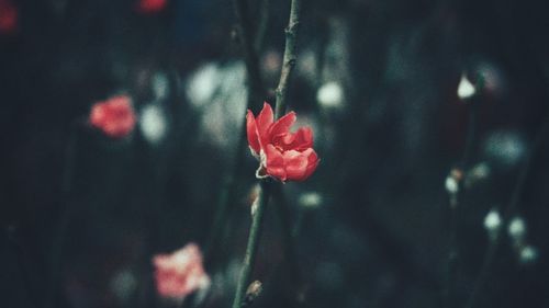 Close-up of red rose flower