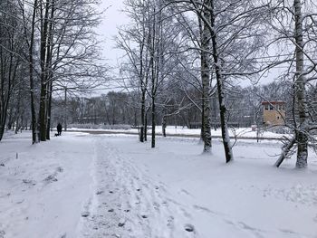 Bare trees on snow covered field