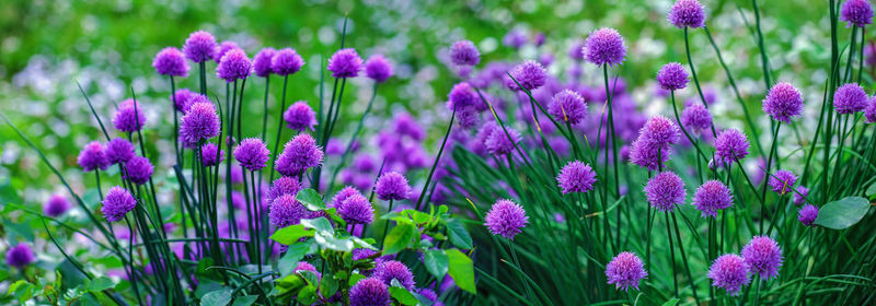 Close-up of fresh purple flowers in field