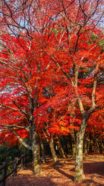 View of trees in park during autumn