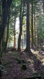 Trees in forest