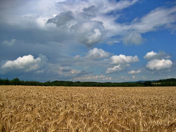 Scenic view of agricultural field against sky