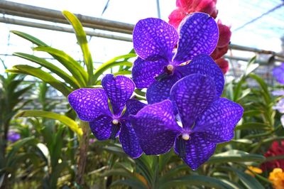 Close-up of purple flowers