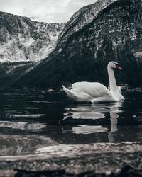 Side view of bird swimming in lake