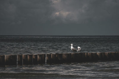 Seagulls on wooden posts in seas against cloudy sky