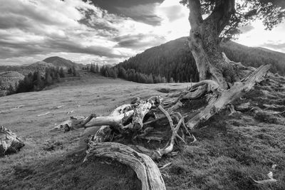 Scenic view of trees on field against sky