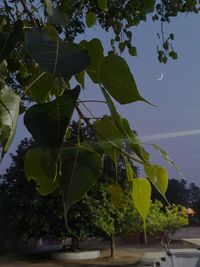 Close-up of fresh green leaves against sky