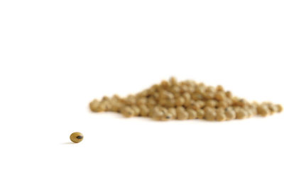Close-up of wheat on white background