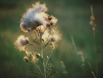 Close-up of dandelion flower