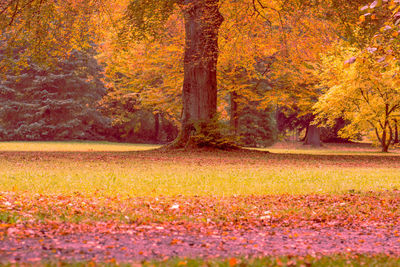 Trees growing in forest during autumn