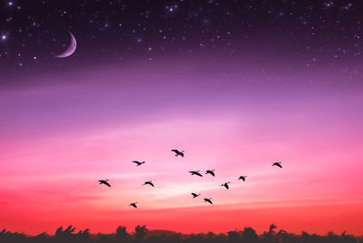 Silhouette birds flying in sky at night