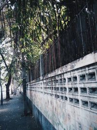 Trees along road