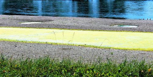 High angle view of yellow grass by road