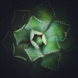 Full frame shot of succulent plant