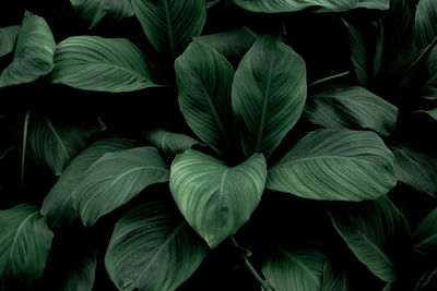 Full frame shot of plants