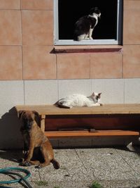 Dog and cats sitting outdoors