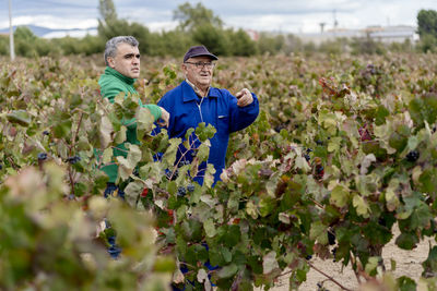 Male farmers standing amidst grape farm