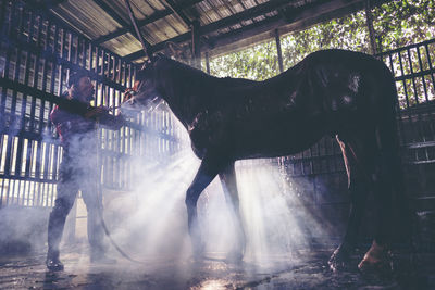 Portrait of a horse in a water spray. showering the horses at the stable a brown horse is bathing.