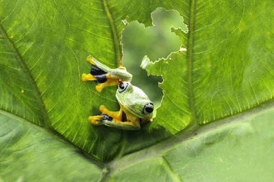 Extreme close-up of frog on green leaf