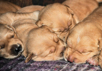 Close-up of puppy sleeping